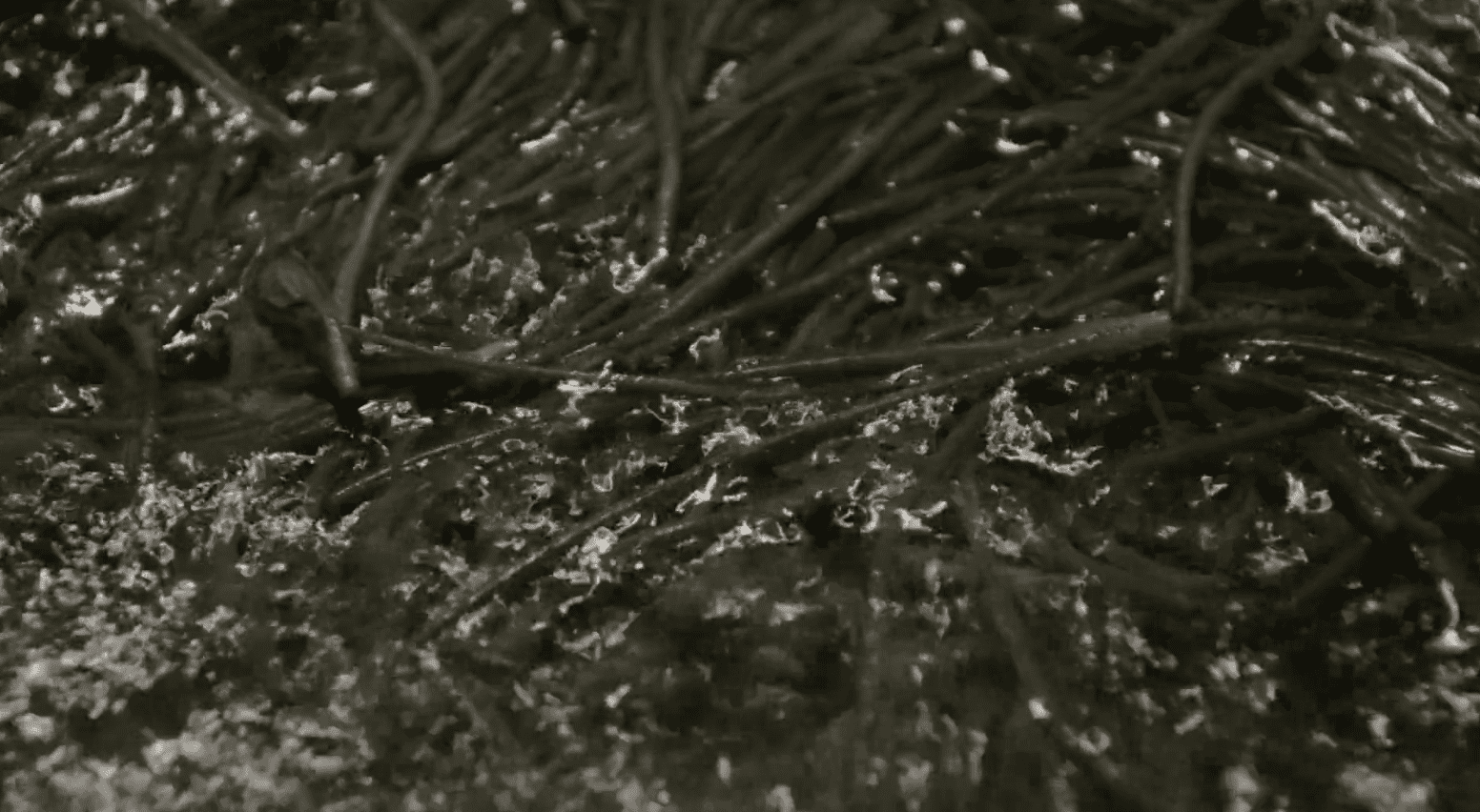 Film Still from Diliara Mukhamedzhanova's film "Agretti"